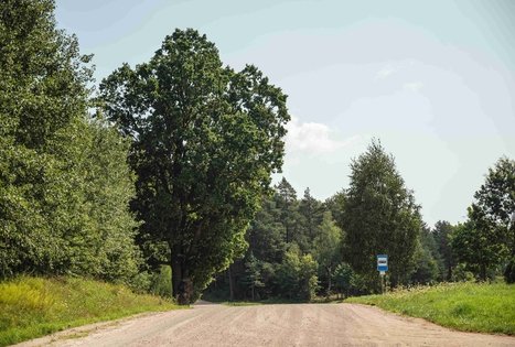 Forest Trail 51. Lazdijai – Veisiejai.