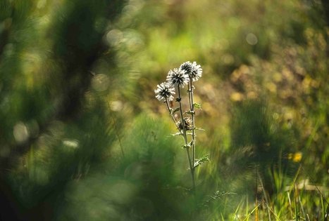 Forest Trail 51. Lazdijai – Veisiejai.