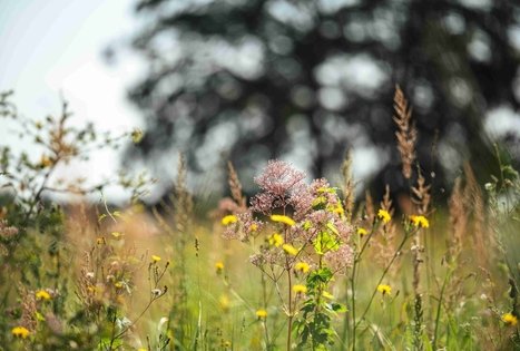 Forest Trail 51. Lazdijai – Veisiejai.