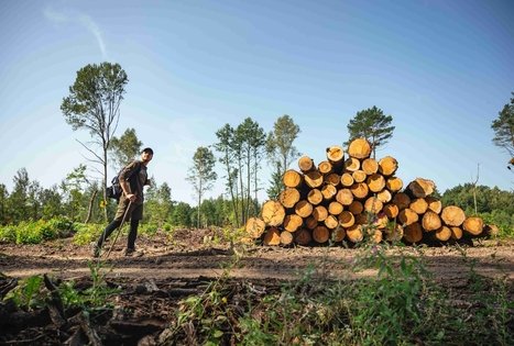 Forest Trail 51. Lazdijai – Veisiejai.