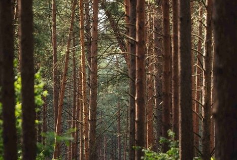 Forest Trail 52. Veisiejai – Trikojis.