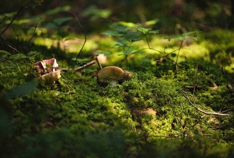 Forest Trail 52. Veisiejai – Trikojis.