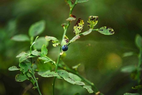 Forest Trail 52. Veisiejai – Trikojis.