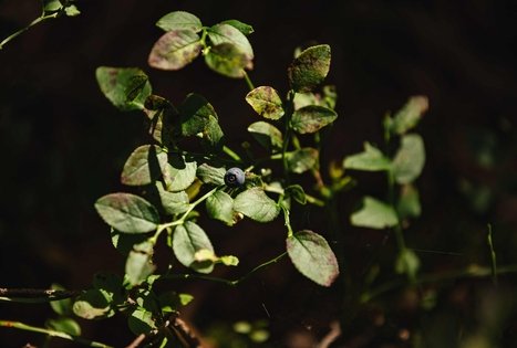 Forest Trail 52. Veisiejai – Trikojis.
