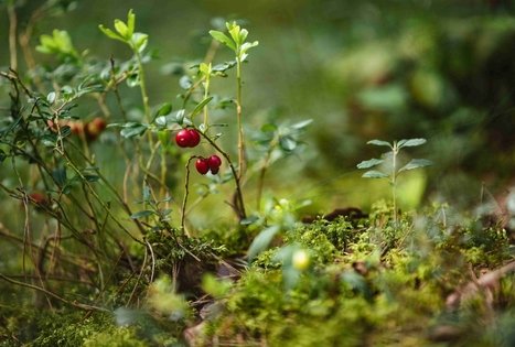 Forest Trail 52. Veisiejai – Trikojis.
