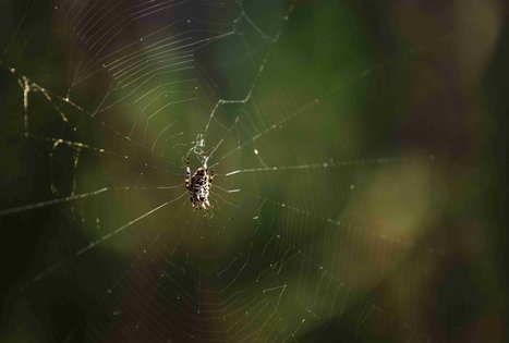 Forest Trail 52. Veisiejai – Trikojis.