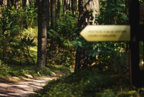 Forest Trail 52. Veisiejai – Trikojis.