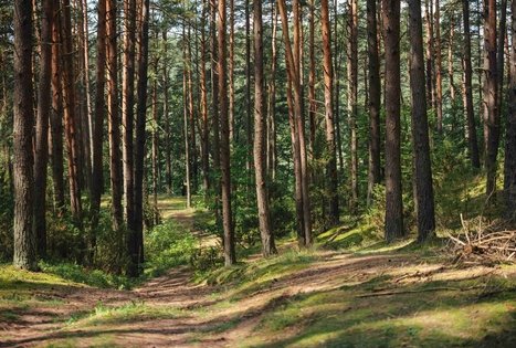 Forest Trail 52. Veisiejai – Trikojis.