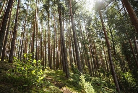 Forest Trail 52. Veisiejai – Trikojis.