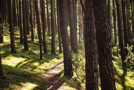 Forest Trail 52. Veisiejai – Trikojis.