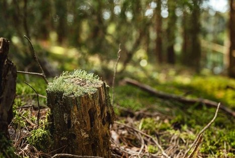 Forest Trail 52. Veisiejai – Trikojis.