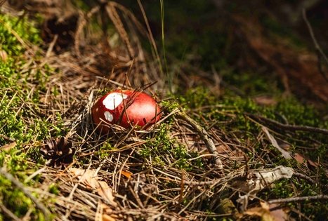 Forest Trail 52. Veisiejai – Trikojis.