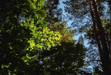 Forest Trail 52. Veisiejai – Trikojis.