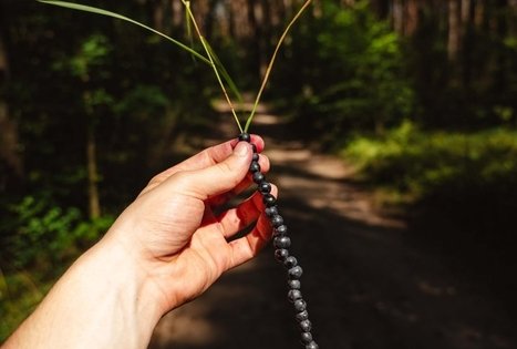 Forest Trail 52. Veisiejai – Trikojis.