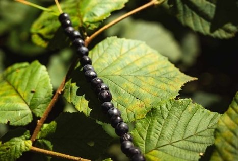 Forest Trail 52. Veisiejai – Trikojis.