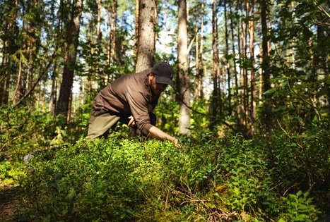Forest Trail 52. Veisiejai – Trikojis.