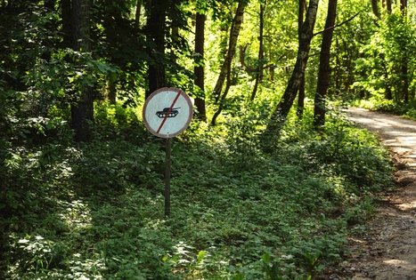 Forest Trail 52. Veisiejai – Trikojis.