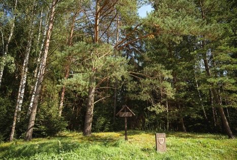 Forest Trail 52. Veisiejai – Trikojis.