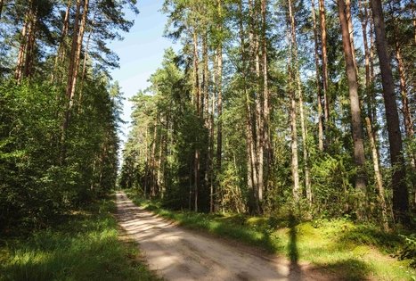 Forest Trail 53. Trikojis – Didžiasalis.