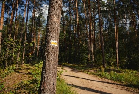 Forest Trail 53. Trikojis – Didžiasalis.