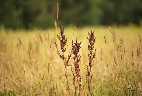 Forest Trail 53. Trikojis – Didžiasalis.