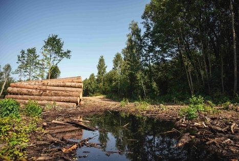 Forest Trail 51. Lazdijai – Veisiejai.