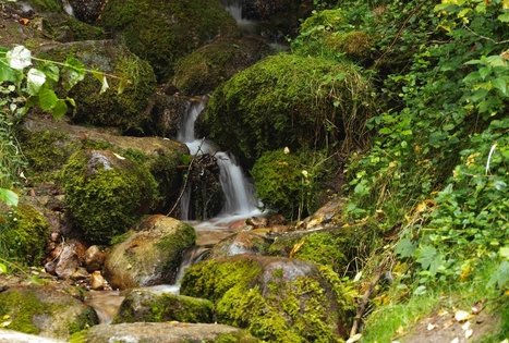 Miško Takas 58. Alytus – Panemunis.