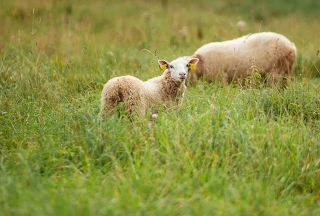 Miško Takas 58. Alytus – Panemunis.