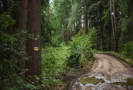 Forest Trail 56. Merkinė – Nemunaitis.