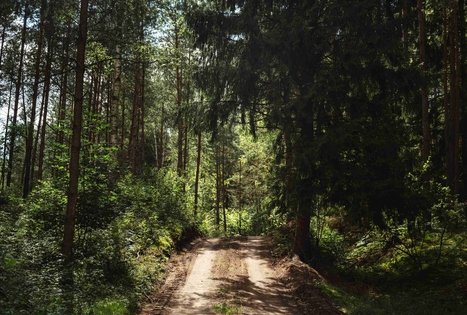 Forest Trail 56. Merkinė – Nemunaitis.