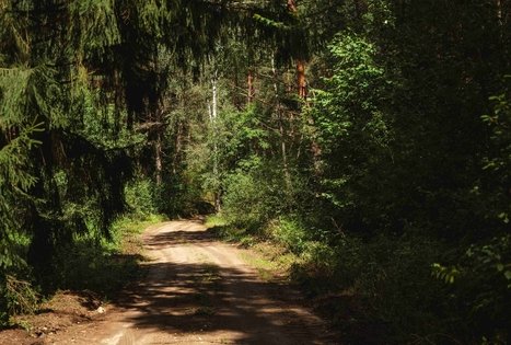 Forest Trail 56. Merkinė – Nemunaitis.