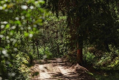 Forest Trail 56. Merkinė – Nemunaitis.