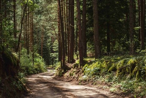 Forest Trail 56. Merkinė – Nemunaitis.