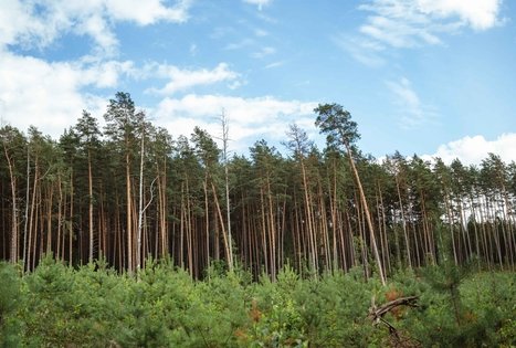 Forest Trail 55. Žiogeliai – Merkinė.