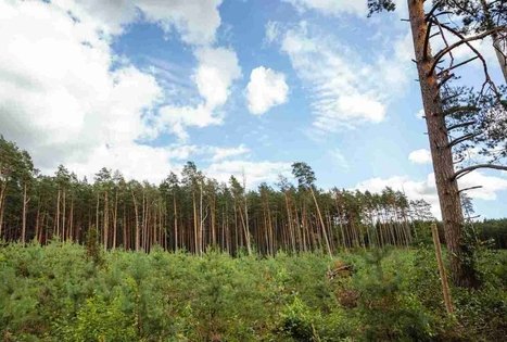 Forest Trail 55. Žiogeliai – Merkinė.