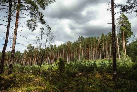 Forest Trail 55. Žiogeliai – Merkinė.