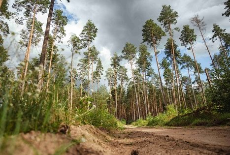 Forest Trail 55. Žiogeliai – Merkinė.