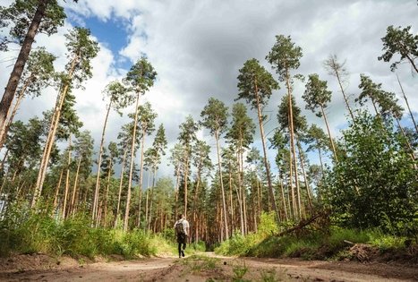 Forest Trail 55. Žiogeliai – Merkinė.