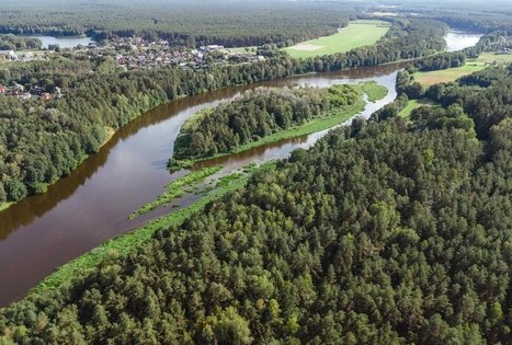 Forest Trail 55. Žiogeliai – Merkinė.