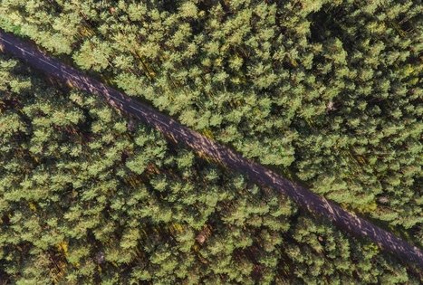 Forest Trail 55. Žiogeliai – Merkinė.