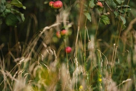 Forest Trail 55. Žiogeliai – Merkinė.