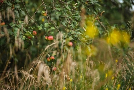 Forest Trail 55. Žiogeliai – Merkinė.