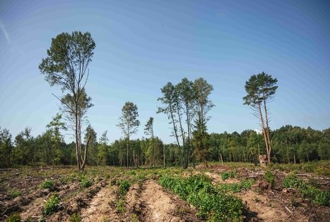 Forest Trail 51. Lazdijai – Veisiejai.