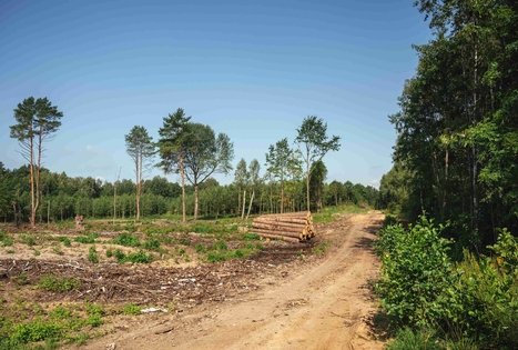 Forest Trail 51. Lazdijai – Veisiejai.