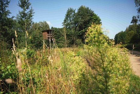 Forest Trail 51. Lazdijai – Veisiejai.