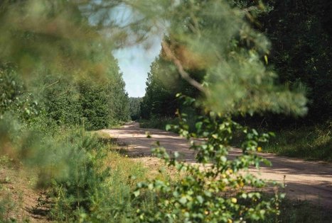 Forest Trail 51. Lazdijai – Veisiejai.