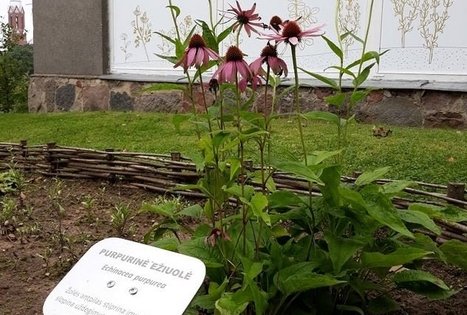 A. Baranausko ir A. Vienuolio-Žukausko memorialinis muziejus