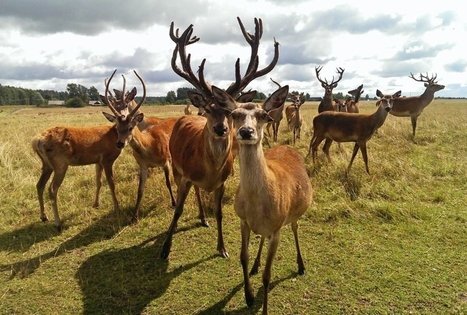 Daniel and Reindeer Farm in Baron Villa