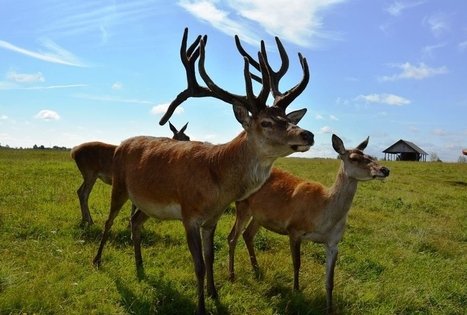 Daniel and Reindeer Farm in Baron Villa