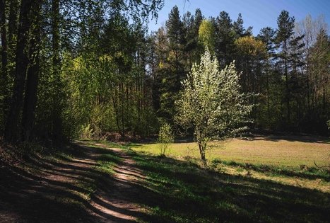 Forest Trail 56. Merkinė – Nemunaitis.